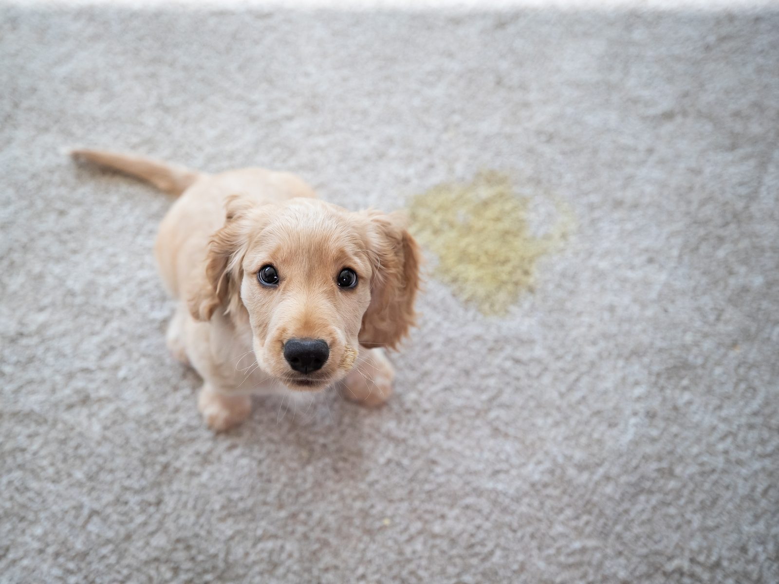 Pet Odor Removal