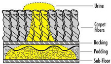Diagram showing how pet urine penetrates carpet layers